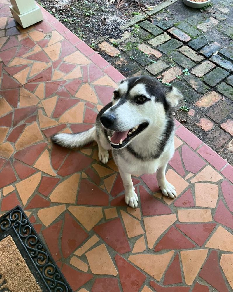 Adoptable black and white husky mix dog smiling on a colorful patio at PALS Rescue in McComb MS