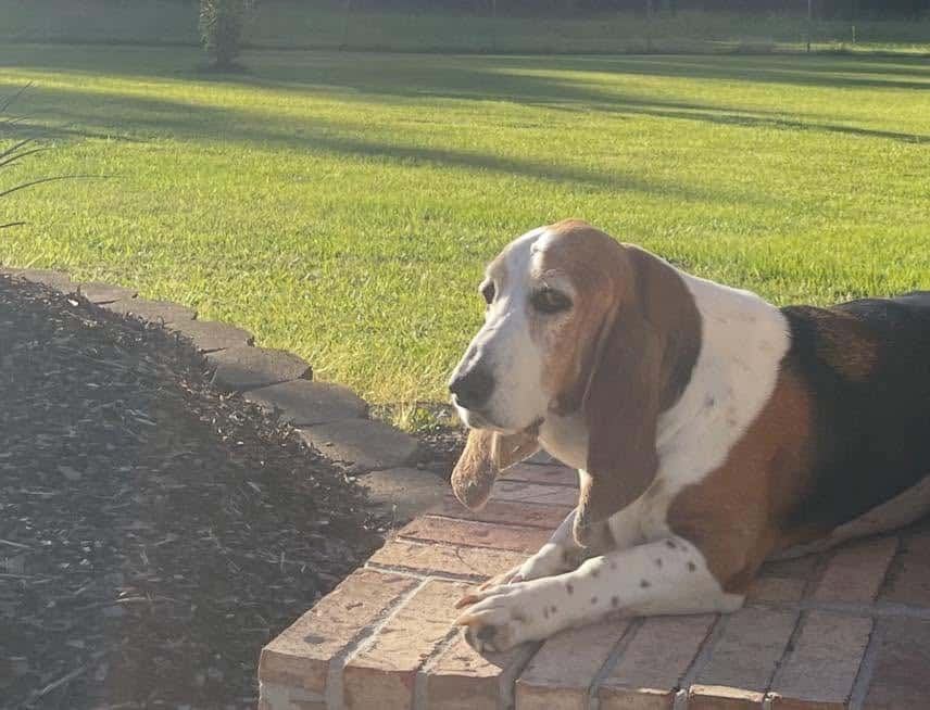 Adoptable basset hound rescue dog resting on a brick step in the sunshine at PALS Rescue