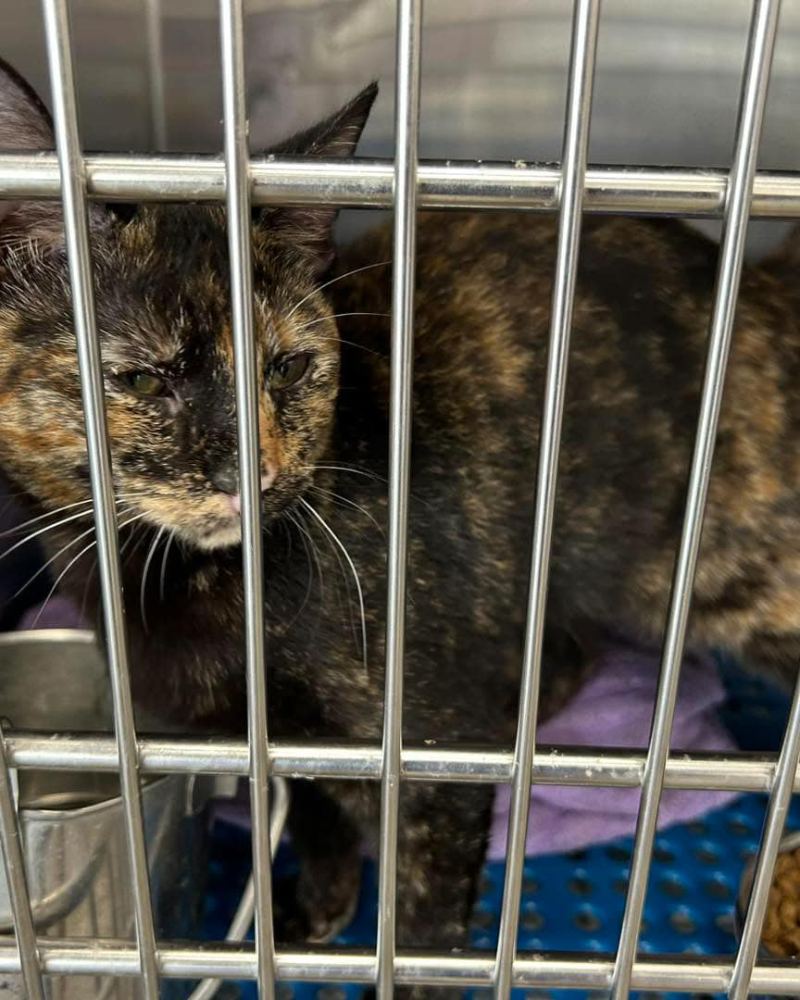 Adoptable tortoiseshell rescue cat resting in a clean kennel at PALS Rescue in McComb MS