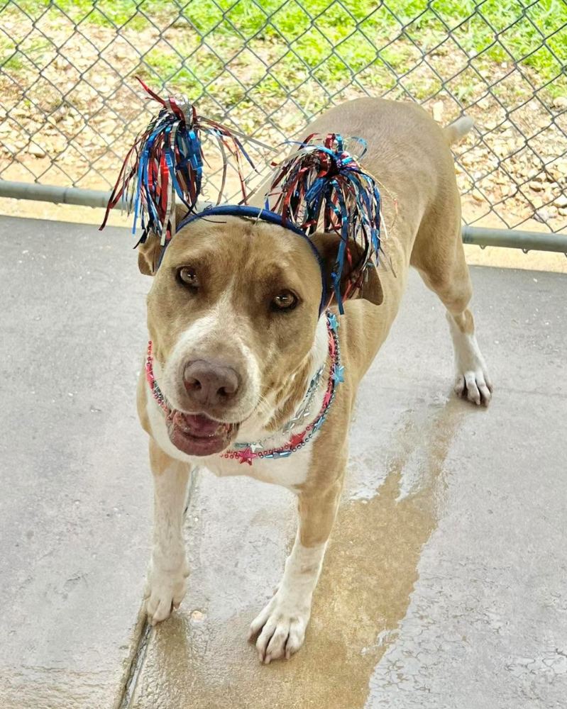 Adoptable tan pit bull mix dog wearing Mardi Gras beads at PALS Rescue in Pike County Mississippi