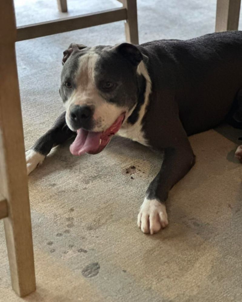 Adoptable black and white rescue dog lying happily in the shade at PALS Rescue
